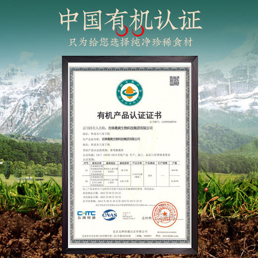 桑黄茶 （切片） 商品图2