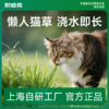 耐威克猫草种子｜水培猫薄荷｜零食罐头｜除毛球｜盆栽已种好 商品缩略图0