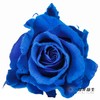 厄瓜多尔单头玫瑰 | 蓝色天鹅绒 VELVET BLUE 商品缩略图0