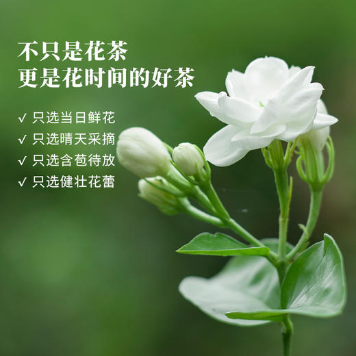八马茶业 | 明前春芽·茉莉花茶80g 商品图3