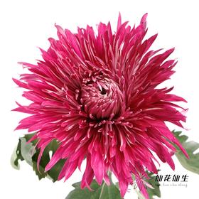小菊 | 大头菊D608【新品测试，折痕瑕疵不售后，介意慎拍】