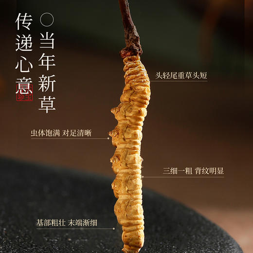 杞里香20g、25g礼盒冬虫夏草，当年新草，高端礼盒 商品图4