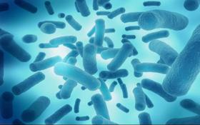 自然备孕、试管，为什么要用益生菌？