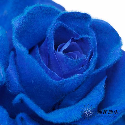 厄瓜多尔单头玫瑰 | 蓝色天鹅绒 VELVET BLUE 商品图1