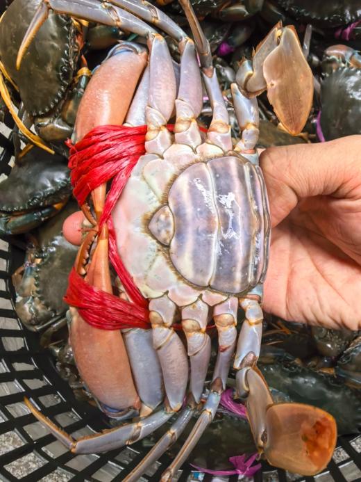 & 正宗红膏蟹🦀滿黄肉多 特挑全母蟹，只只肥美😋包活到家‼ 商品图3