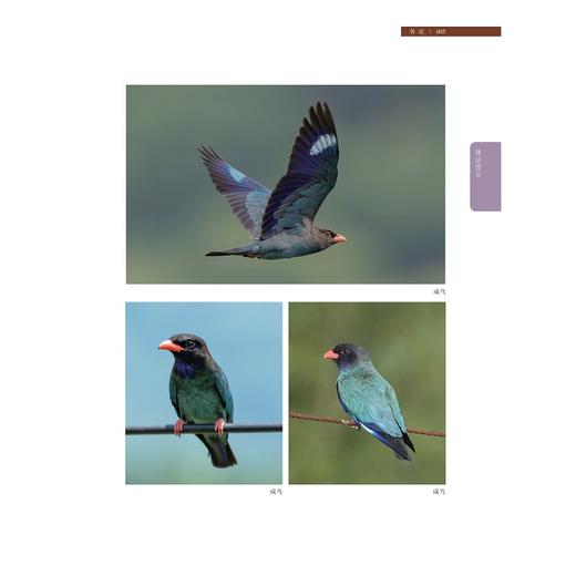 临安鸟类资源（下册）/徐卫南 程爱 林厉亮 主编/浙江大学出版社 商品图4