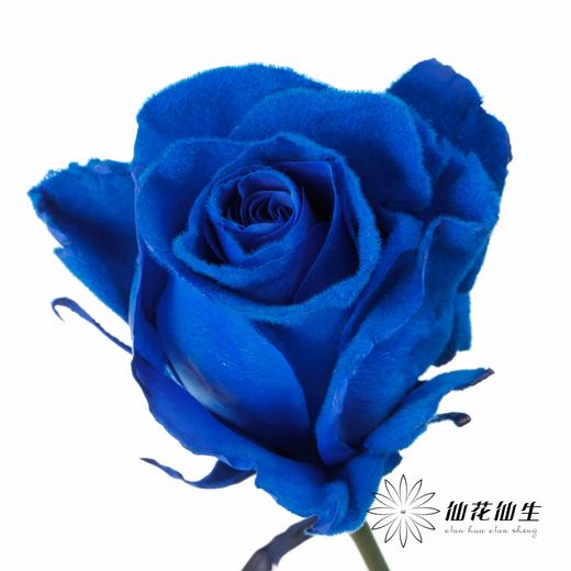厄瓜多尔单头玫瑰 | 蓝色天鹅绒 VELVET BLUE 商品图2