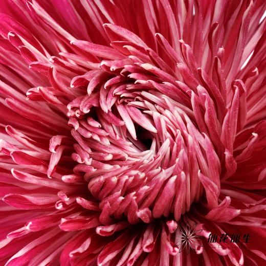 小菊 | 大头菊D608【新品测试，折痕瑕疵不售后，介意慎拍】 商品图1