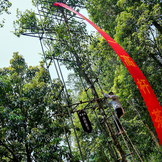 蕞鼎级产品【皇票】2018年龙盘箐茶王，勐海第一高杆古寨春蕞鼎级产品，线上开业留存至今回馈喜欢极致口感的茶友，357克/饼*5，锡罐包装 商品图7