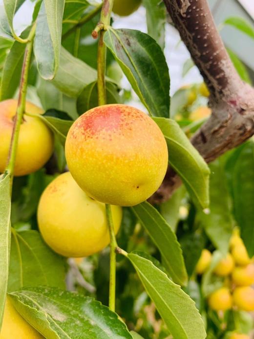 脆甜冬枣·精品果 商品图7