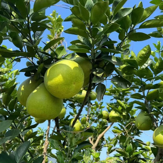 【限时活动  买五箱送一箱】老树柚子礼盒装 商品图1