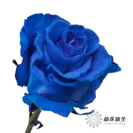 厄瓜多尔单头玫瑰 | 蓝色天鹅绒 VELVET BLUE 商品图5