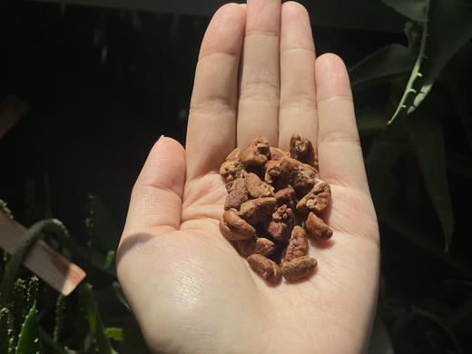 临安“山妹子”山核桃/山核桃仁 原味/奶油味 小罐装 今年新货无陈籽 商品图5