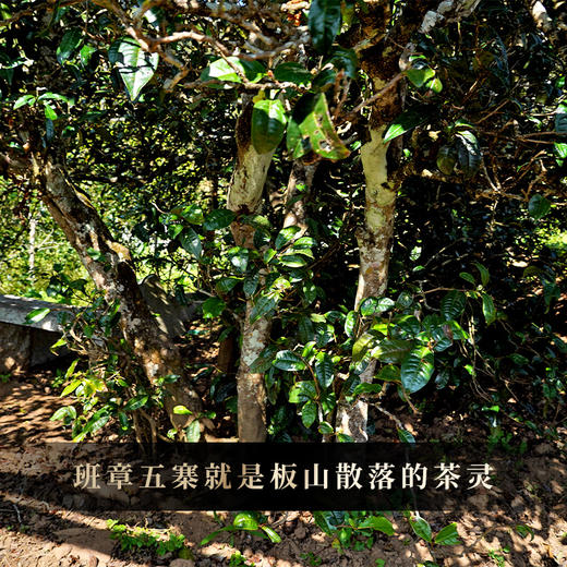 【板山贡茶龙珠】2022年古树春茶，深藏山野密林间的好茶，汤水甜柔，山韵明显，每一粒龙珠均出自非遗制茶人：王天老师 商品图9