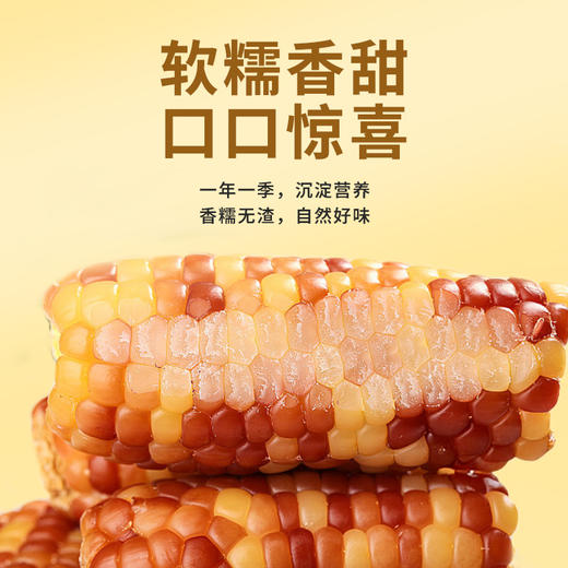 雁门清高花糯玉米220g*8根新鲜真空包装粘香糯甜早餐糯玉米棒 商品图2
