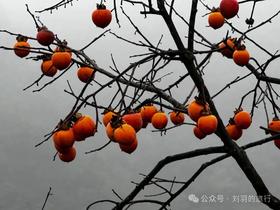 秋季适合赏柿子的自驾路线