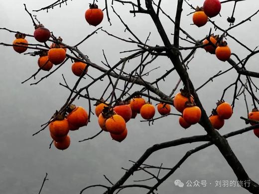 秋季适合赏柿子的自驾路线 商品图0