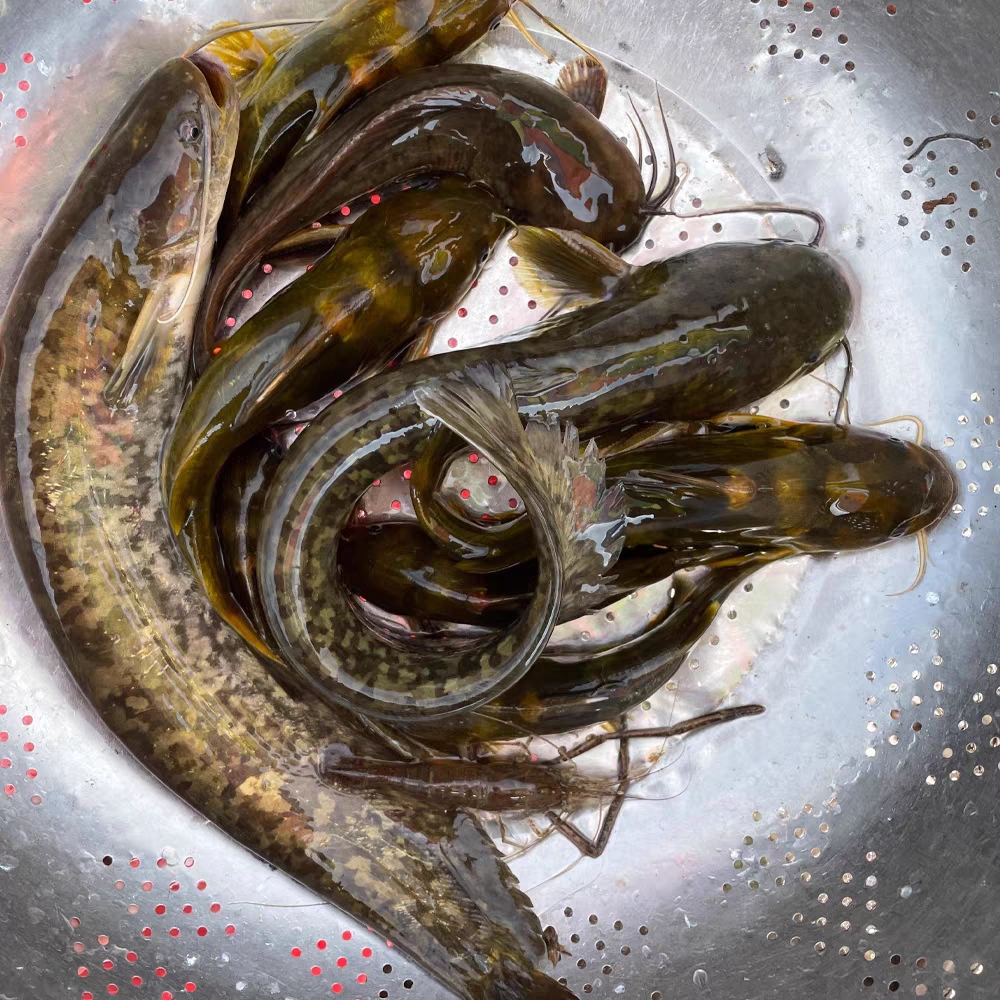 溪流土鲶鱼，1斤