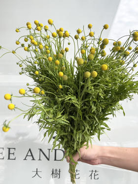 国产花材-【小香球】