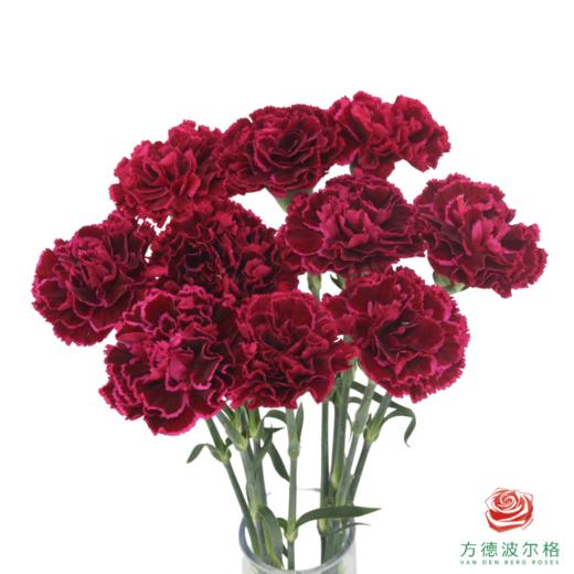 单头康乃馨 派对 10枝一扎 商品图2