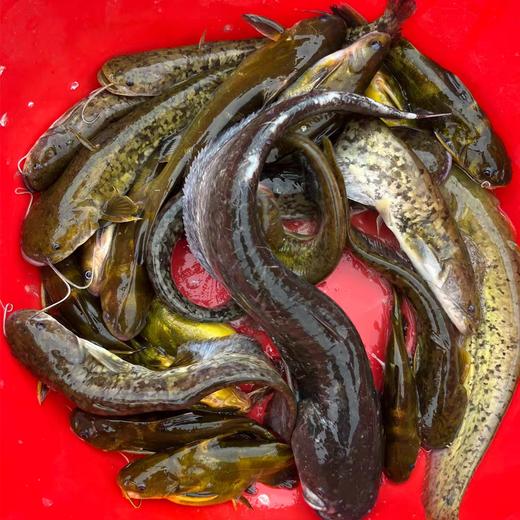 溪流土鲶鱼，1斤 商品图1