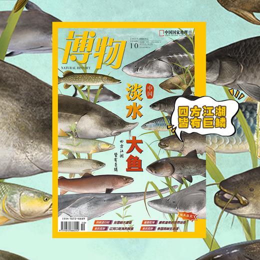 《博物》202510 淡水 大鱼 四方江湖 皆有巨鳞 商品图1