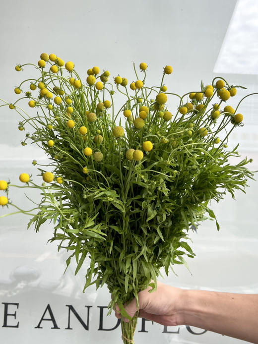 国产花材-【小香球】 商品图2