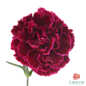 单头康乃馨 派对 10枝一扎