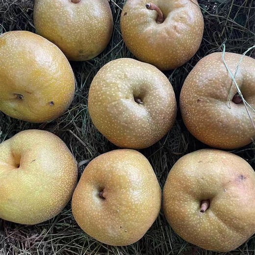 百雀梨 约1000g/份 商品图0