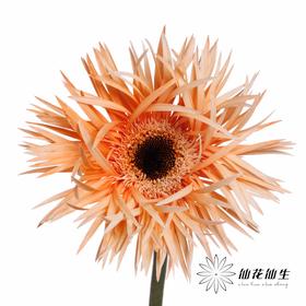 非洲菊 | 染色非洲菊鲑鱼色【人工吸色有色差， 介意慎拍】