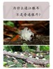 yu---有机通江银耳 商品缩略图3