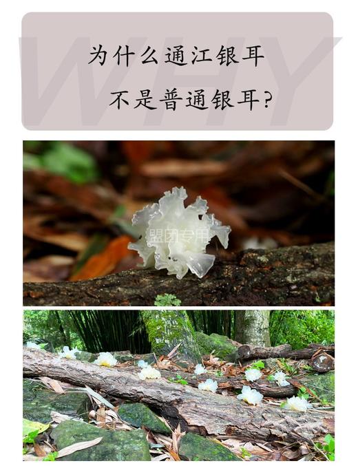 yu---有机通江银耳 商品图3