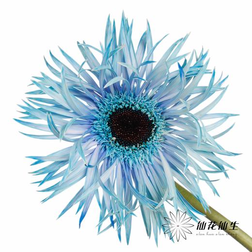 非洲菊 | 染色非洲菊克莱因蓝【人工吸色有色差， 介意慎拍】 商品图0