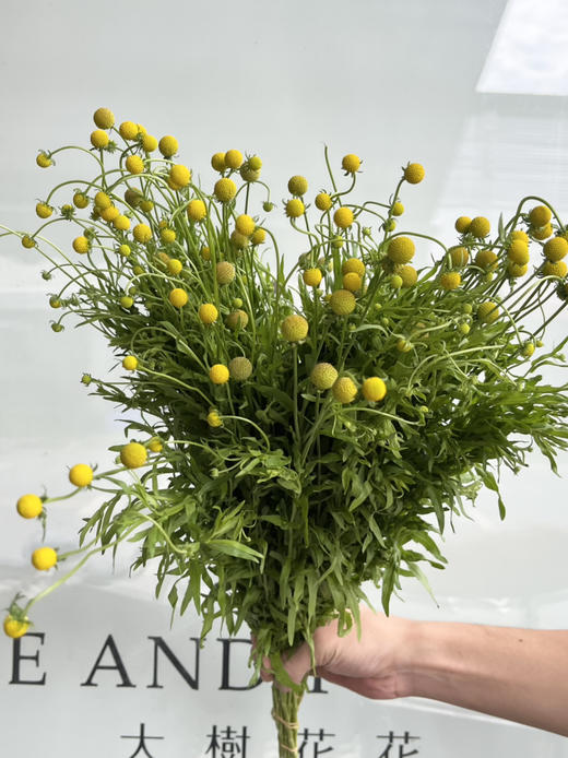 国产花材-【小香球】 商品图1