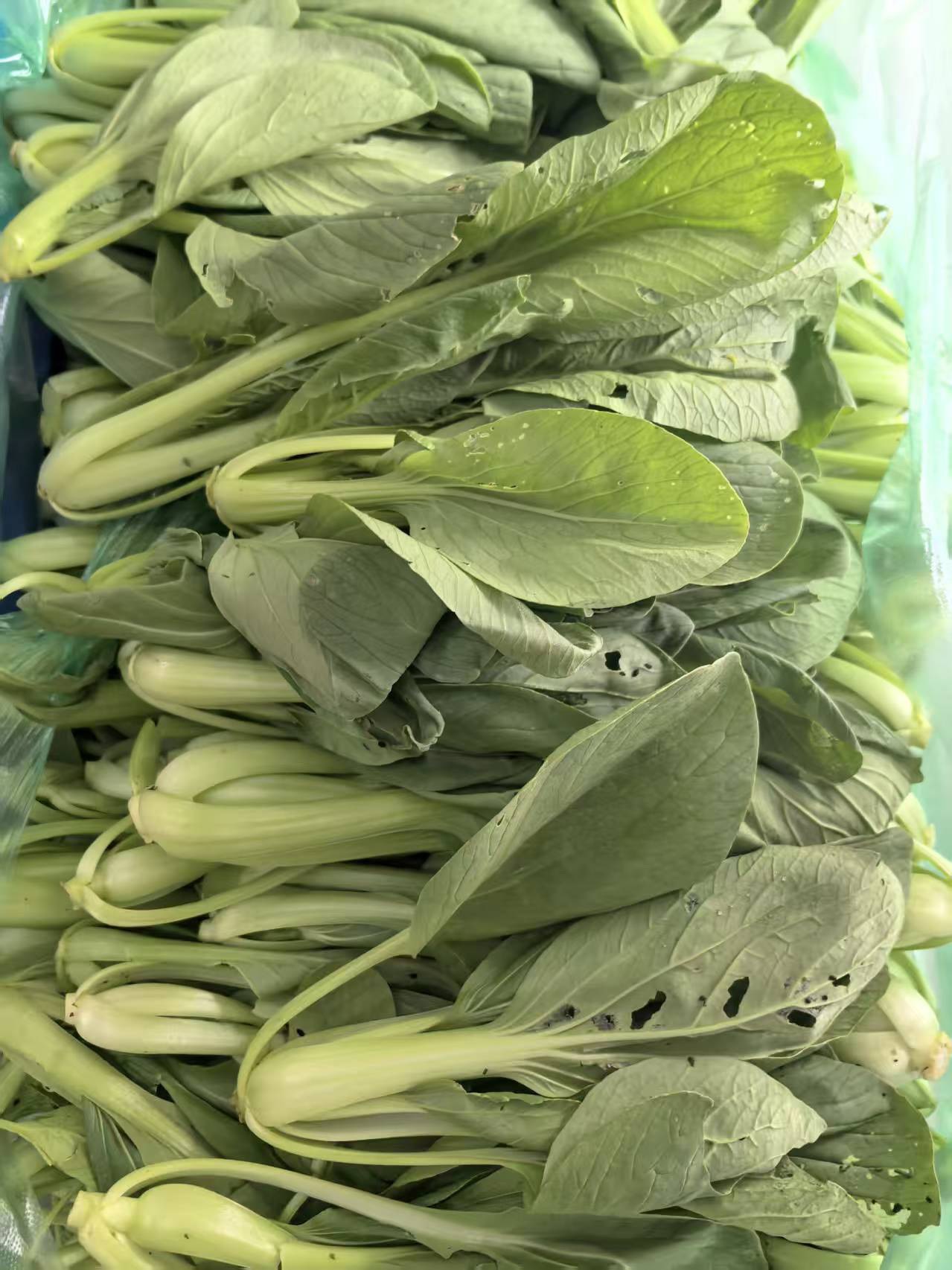 小青菜（5元一斤）