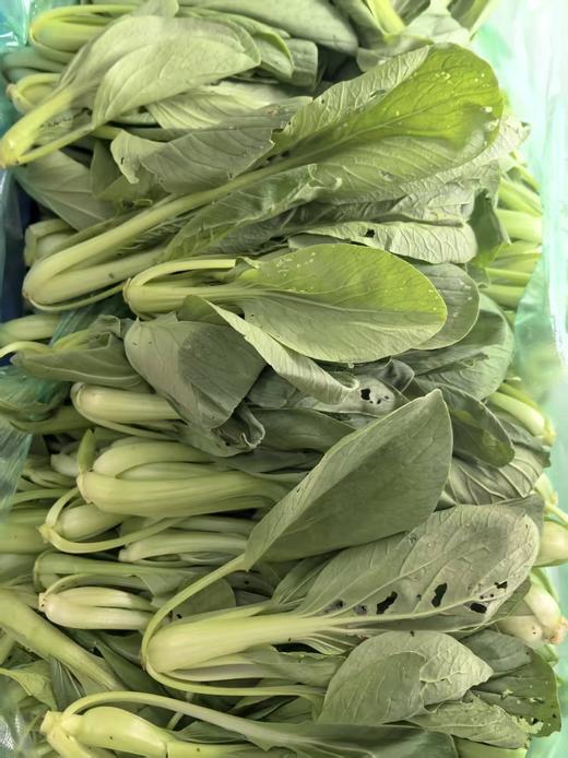 小青菜（5元一斤） 商品图0