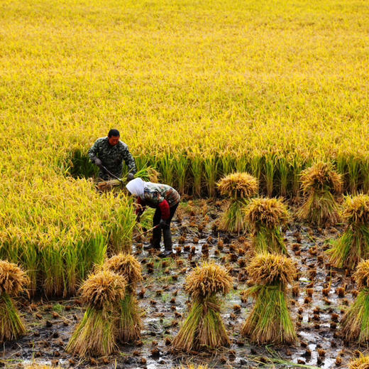 25年新米上市，中国地理标识产品，正宗核心产区五常稻花香米，谷粒现磨，米中贵族，皇家贡品有机认证，五常有机稻花香大米 原生态 不抛光 香味绵长 新米现磨  商品图2
