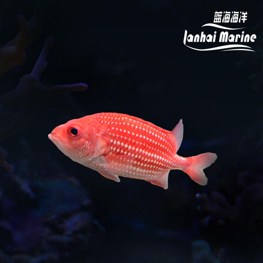 日本牛眼鱼 商品图0