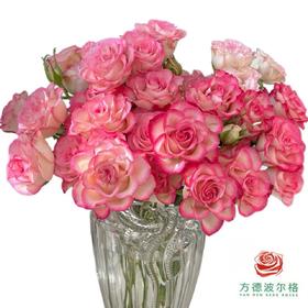 外购多头玫瑰-妃色罗衣