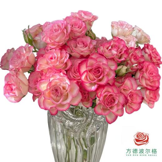 外购多头玫瑰-妃色罗衣 商品图0