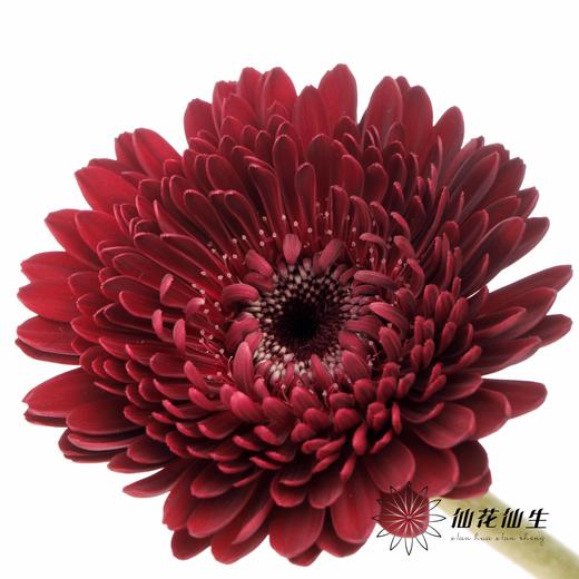 非洲菊 | 黑巧泡泡 商品图4