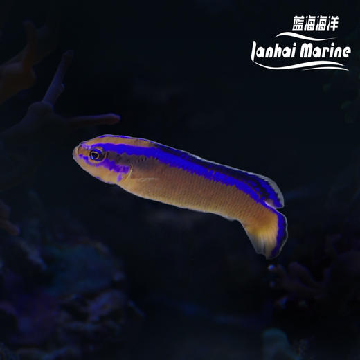 人工丝绒龙 商品图0