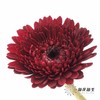 非洲菊 | 黑巧泡泡 商品缩略图2