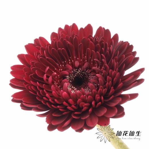 非洲菊 | 黑巧泡泡 商品图2