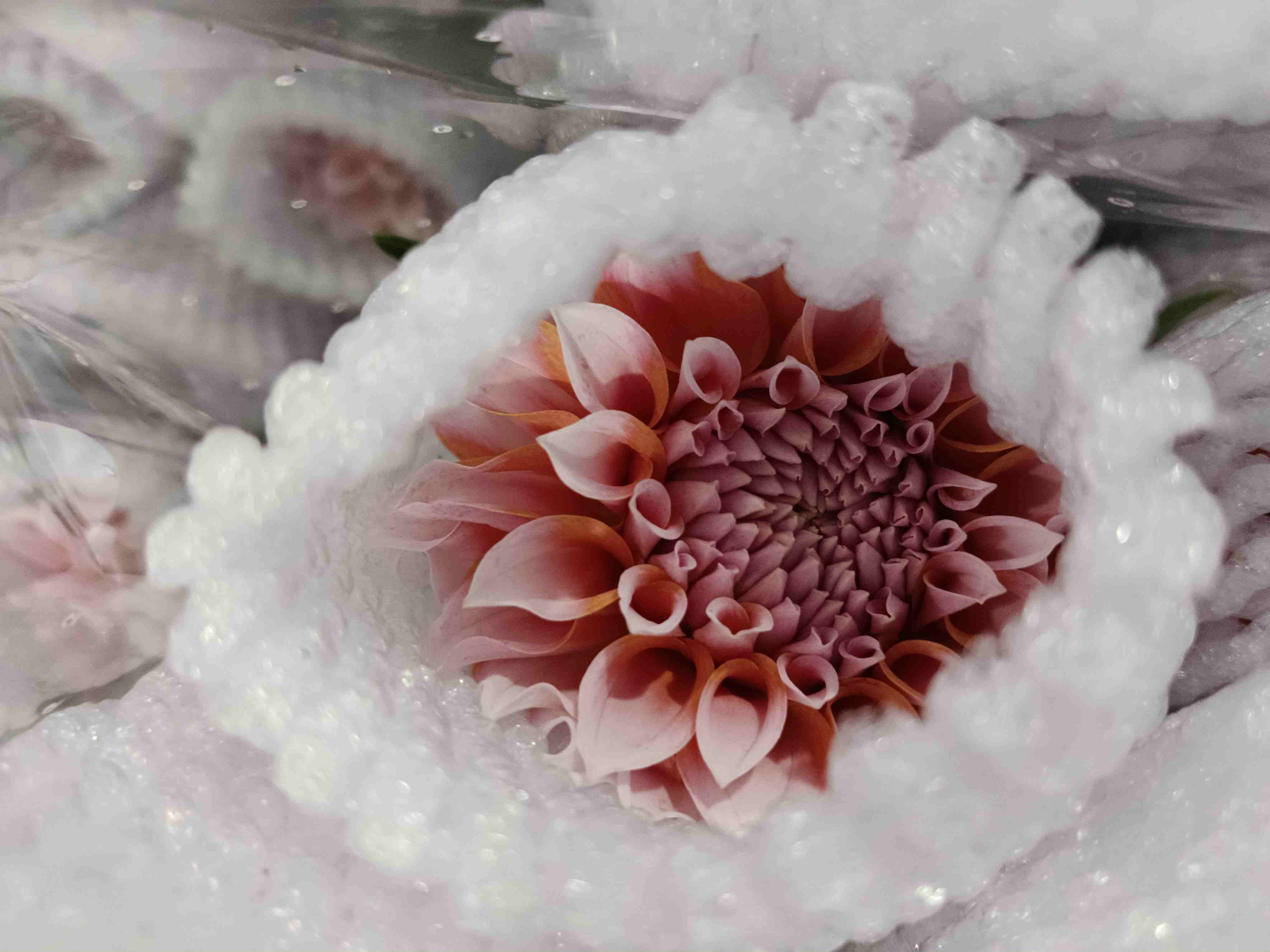 大丽花 奶油桃子