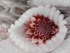 大丽花 奶油桃子 商品缩略图0