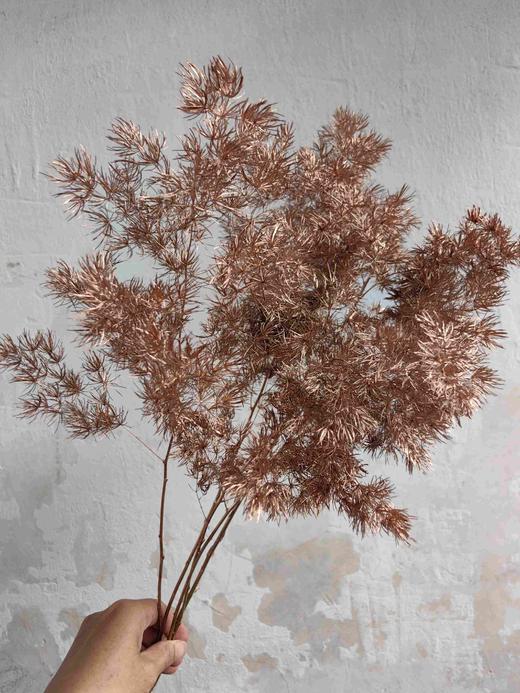 荷兰进口金色蓬莱松5支 商品图2