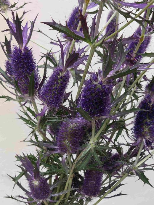 荷兰进口紫色刺芹5支 商品图1