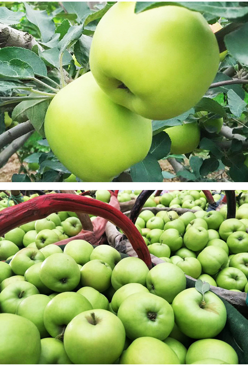 详情页-陕西青苹果_09.jpg