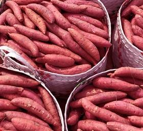 册亨县 册亨优选 贵州高山沙地红心薯5斤/箱